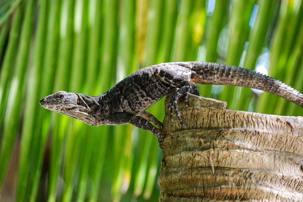 black and white lizard on brown wood