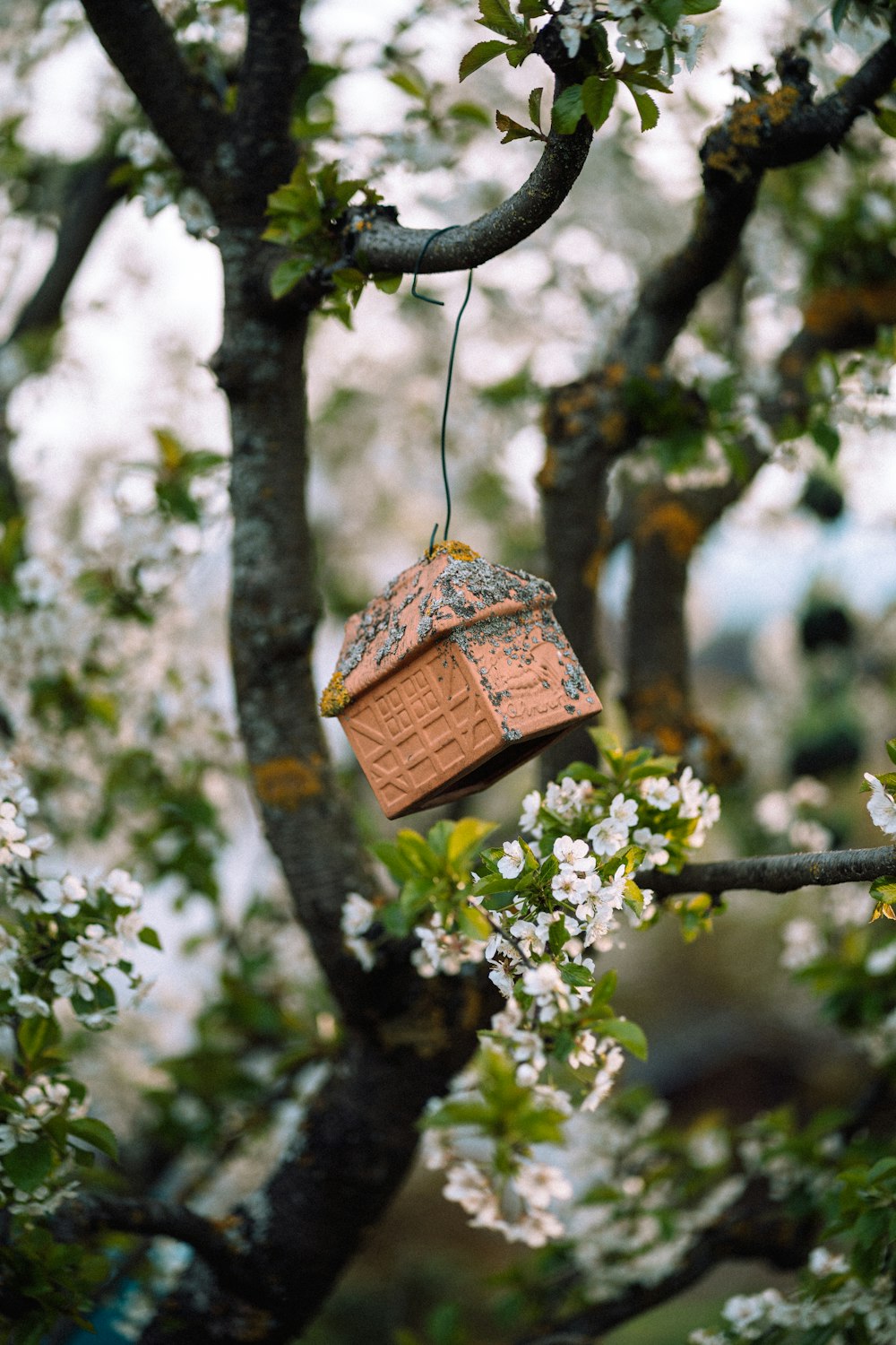 brown wooden bird house hanging on tree branch during daytime