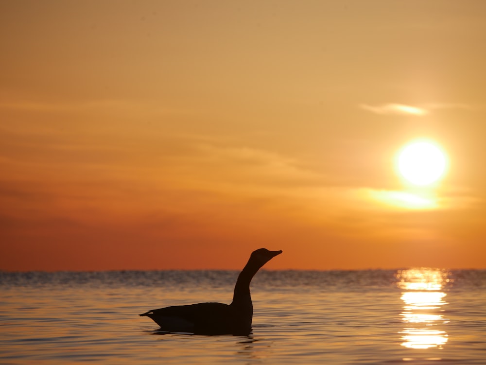 silhouette of bird on water during sunset