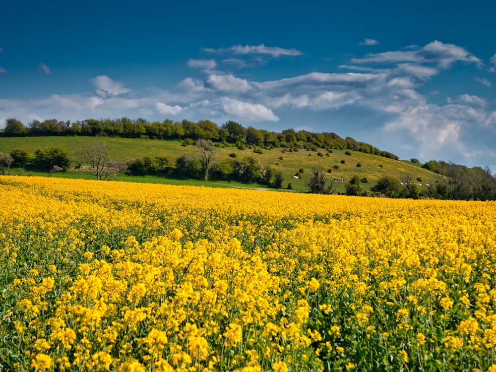 yellow flower field under blue sky during daytime