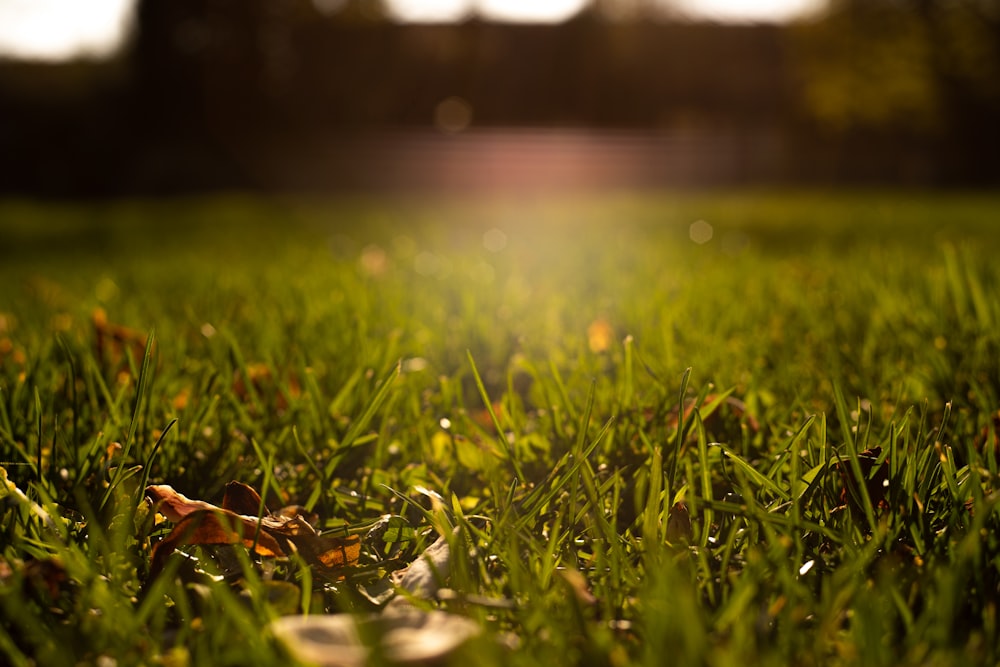 green grass in tilt shift lens