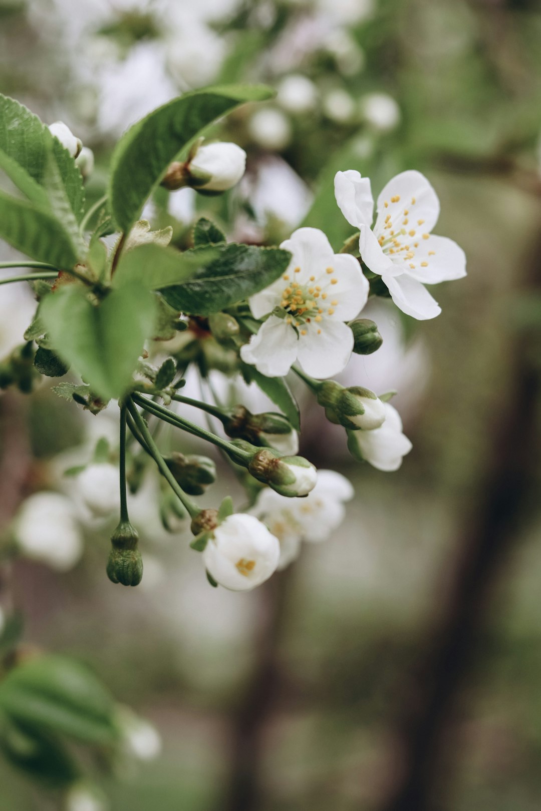 white cherry blossom in close up photography