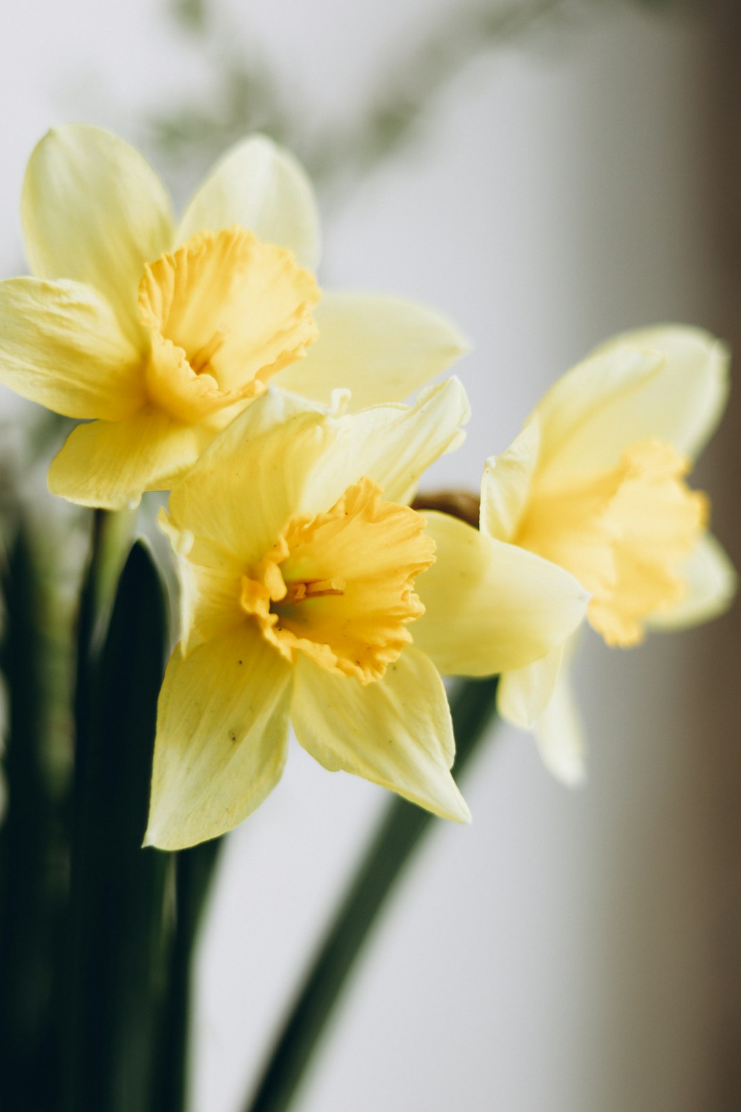 yellow daffodils in bloom close up photo