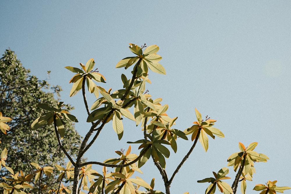 hojas verdes bajo el cielo azul durante el día