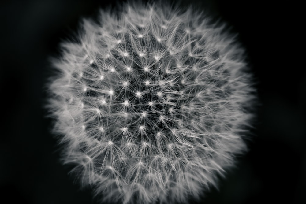 white dandelion in close up photography