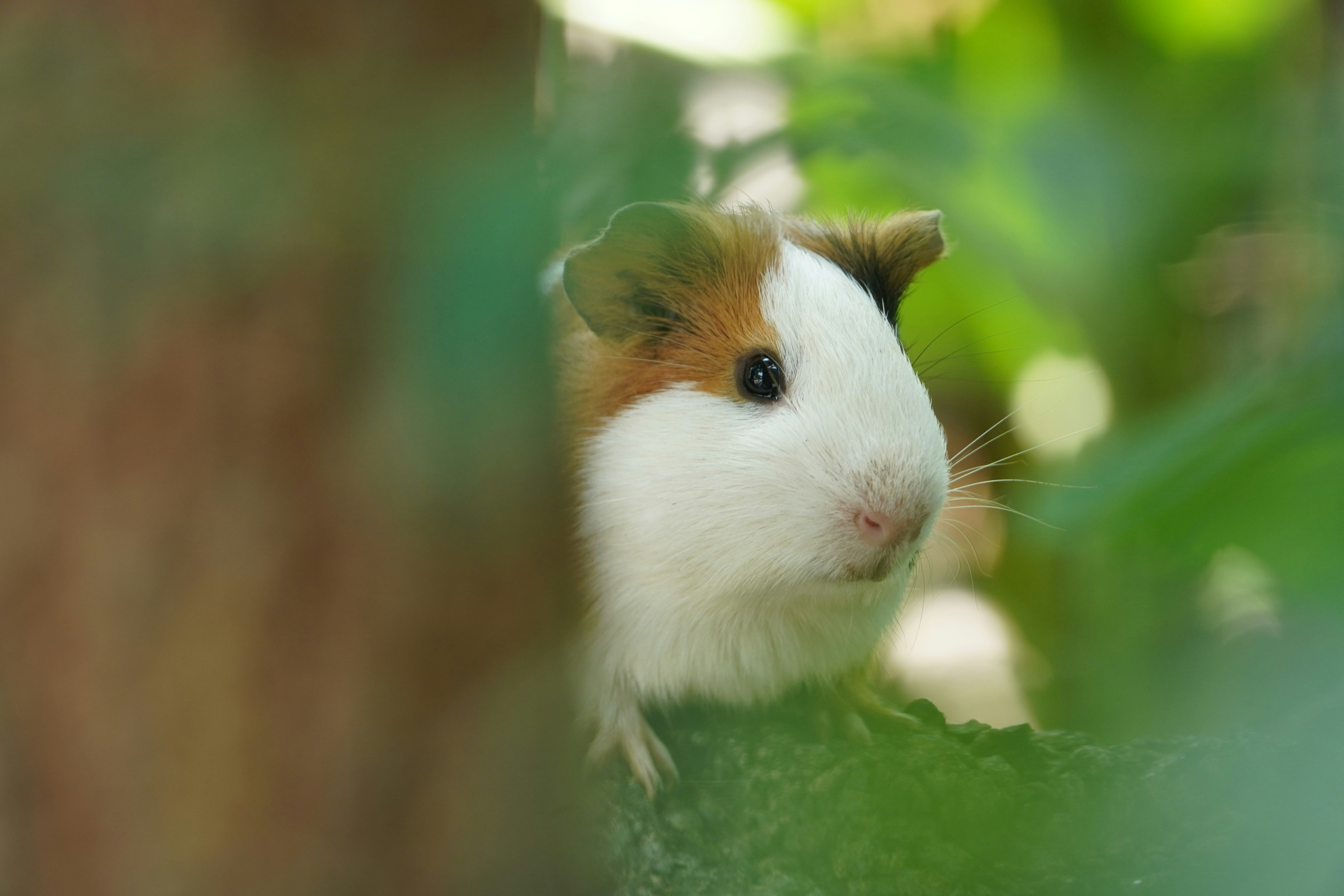 A Guinea Pig’s Gentle Gaze (image credits: unsplash)