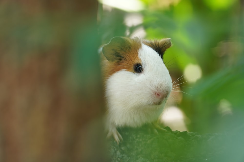 white and brown guinea pig on green surface