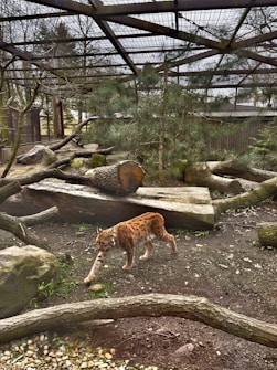 A lynx walks gracefully in an enclosed area filled with logs, rocks, and sparse greenery. The environment is surrounded by a mesh fence and roof, suggesting a naturalistic habitat within a zoo or wildlife reserve.