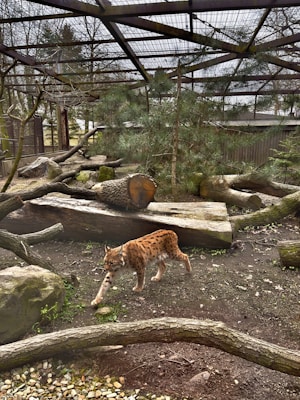 A lynx walks gracefully in an enclosed area filled with logs, rocks, and sparse greenery. The environment is surrounded by a mesh fence and roof, suggesting a naturalistic habitat within a zoo or wildlife reserve.