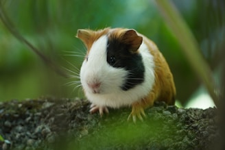 white and brown guinea pig on brown wood