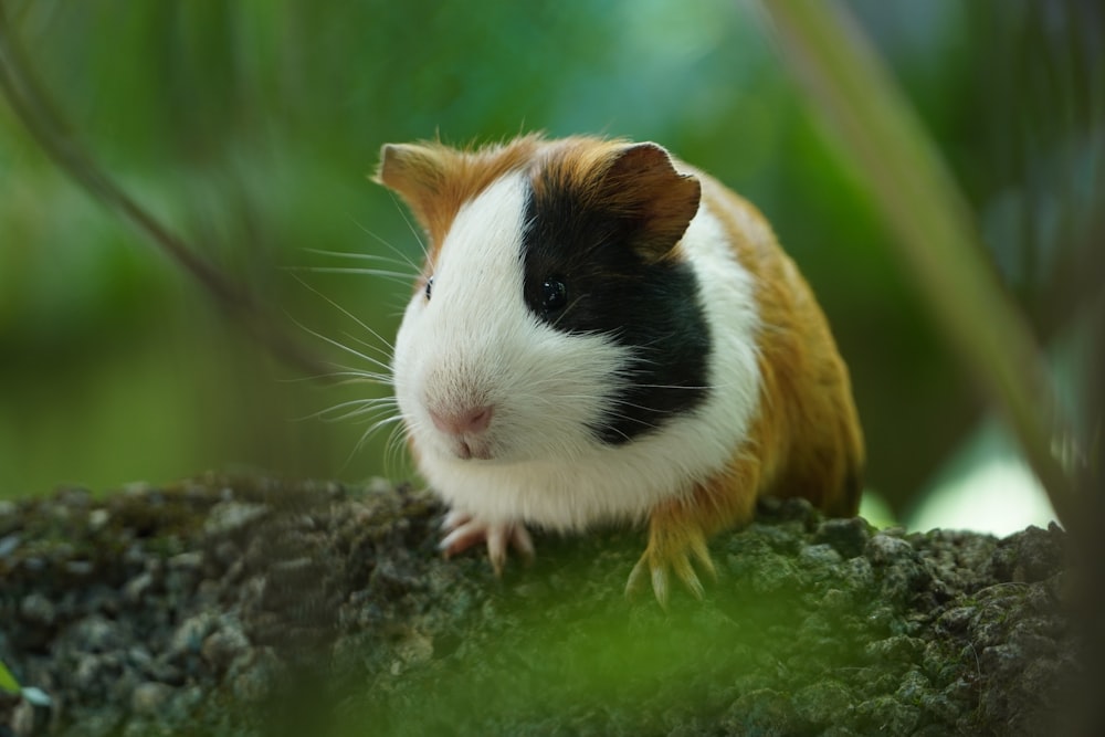 Weißes und braunes Meerschweinchen auf braunem Holz