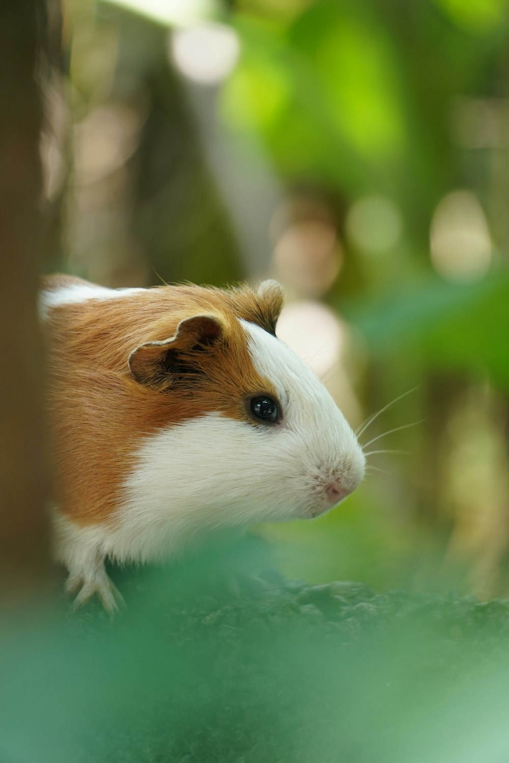 white and brown guinea pig on green surface
