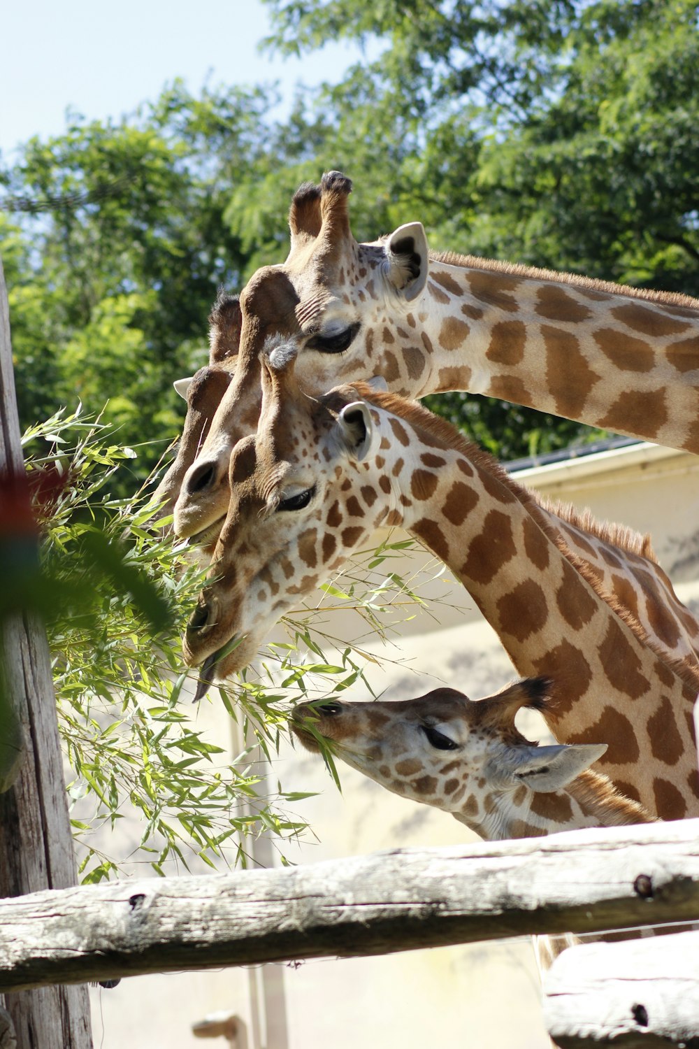 Braune und weiße Giraffe, die tagsüber in der Nähe von Grünpflanzen steht