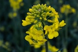 Close-up of cold-pressed mustard oil bottle with mustard flowers in the background, glowing in warm light.