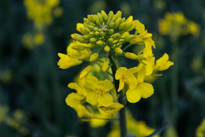 Close-up of cold-pressed mustard oil bottle with mustard flowers in the background, glowing in warm light.