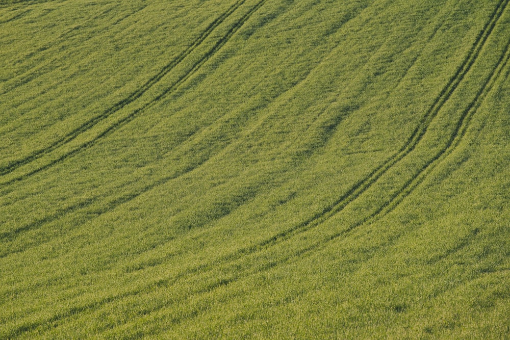 green grass field during daytime