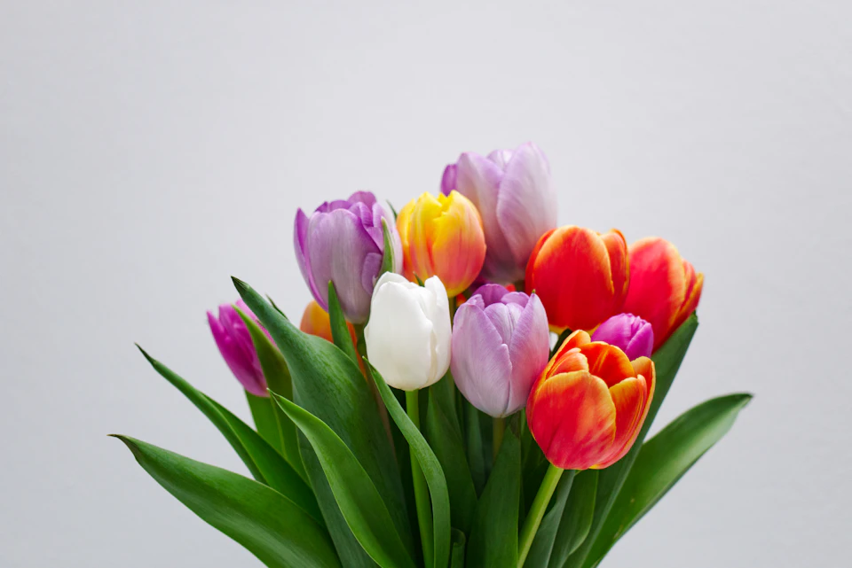 Tulips in a vase with diverse colors and shapes arranged at varying angles together