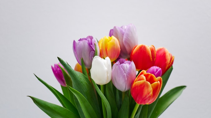 pink white and red tulips