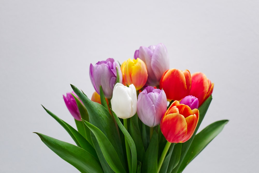 pink white and red tulips