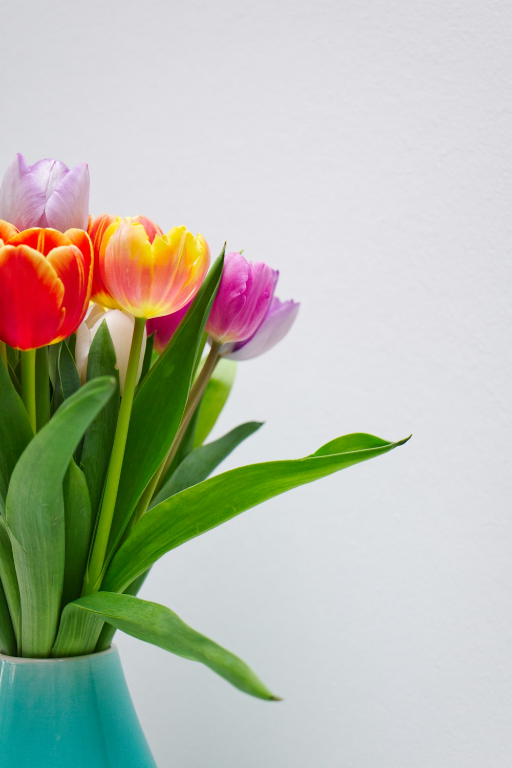 Tulipanes rosas y amarillos en flor