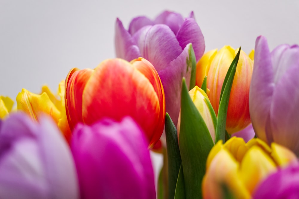 pink and yellow tulips in bloom photo – Free Tulips Image on Unsplash