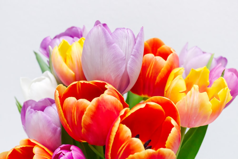 Tulipanes rosas y naranjas en flor