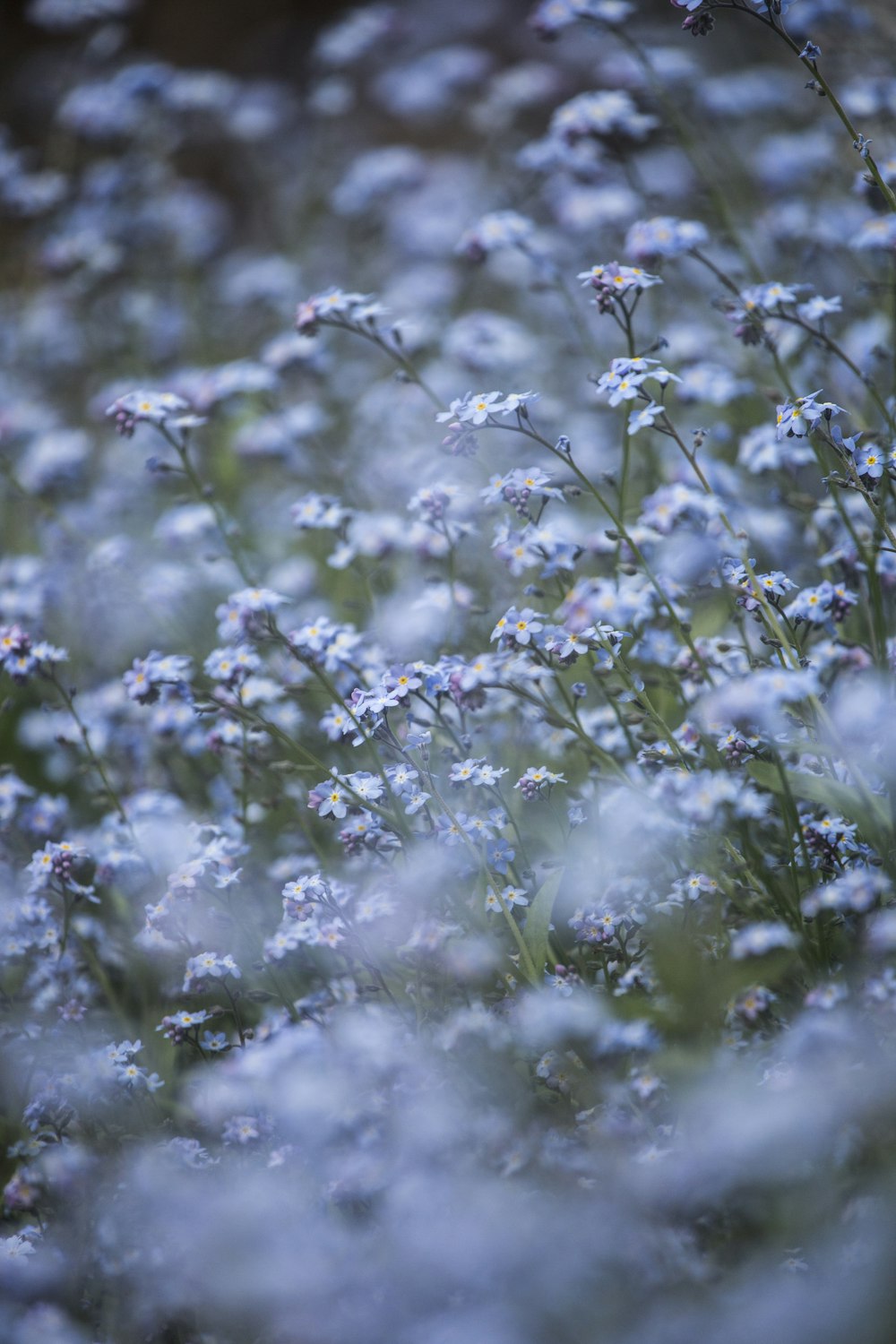 blue flowers with green leaves