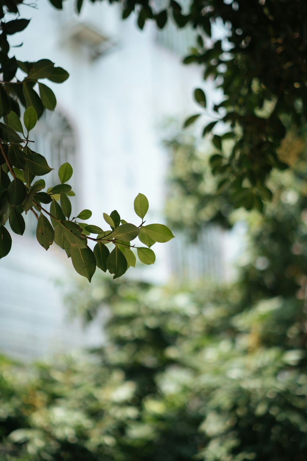 green leaves in tilt shift lens