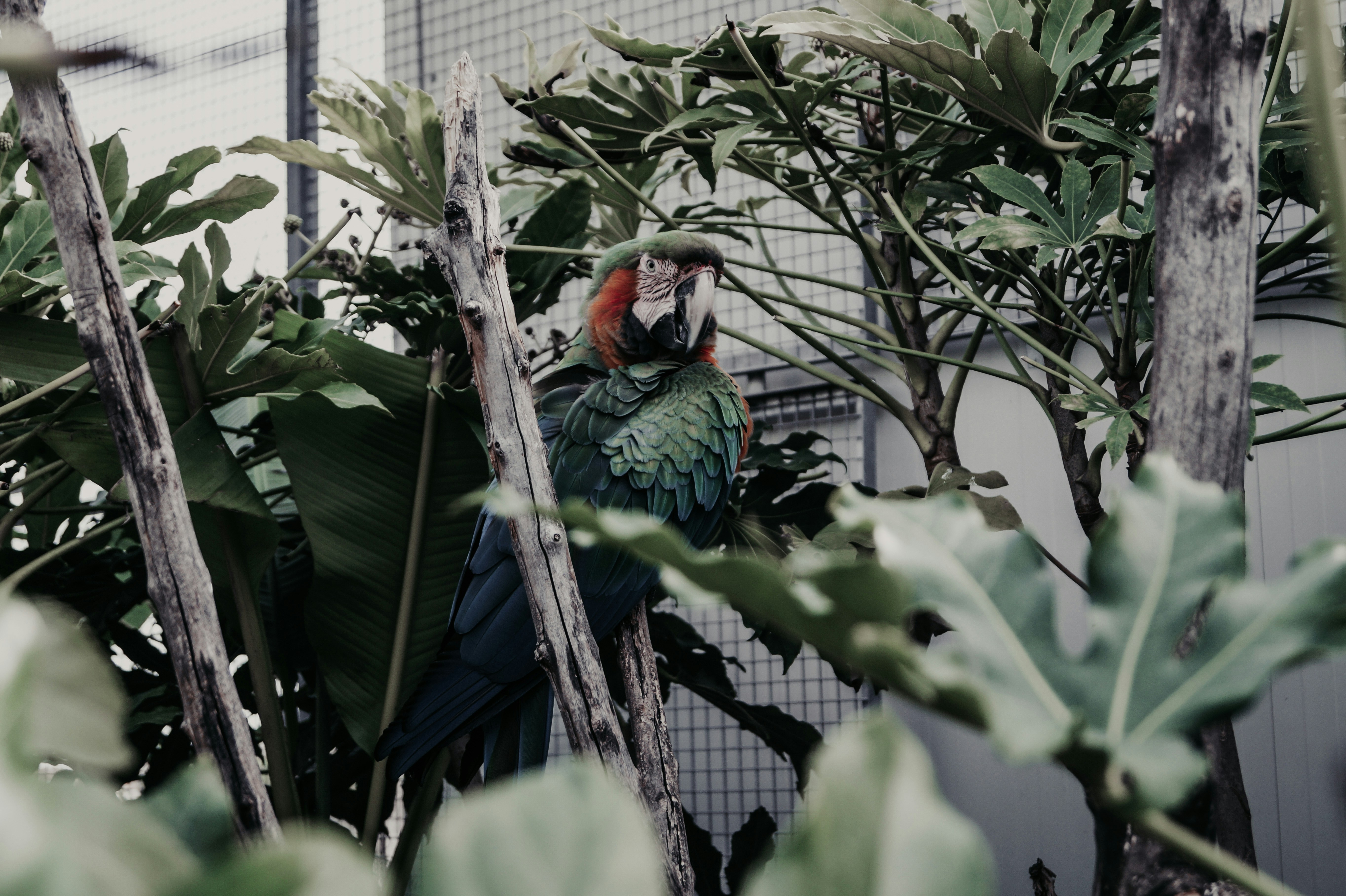 green and red parrot on brown tree branch