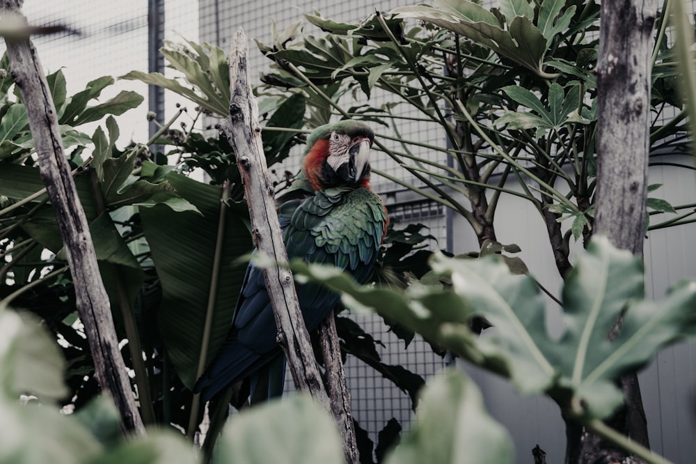 grüner und roter Papagei auf braunem Ast