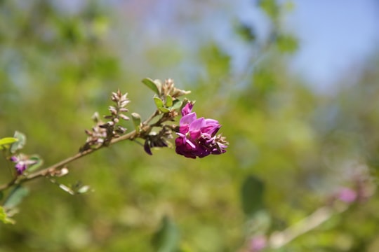 purple flower in tilt shift lens in Thimphu Bhutan