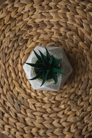 A small green succulent plant is placed in a stylish geometric concrete pot. The pot sits on a woven, circular jute mat with a rich texture and natural color.