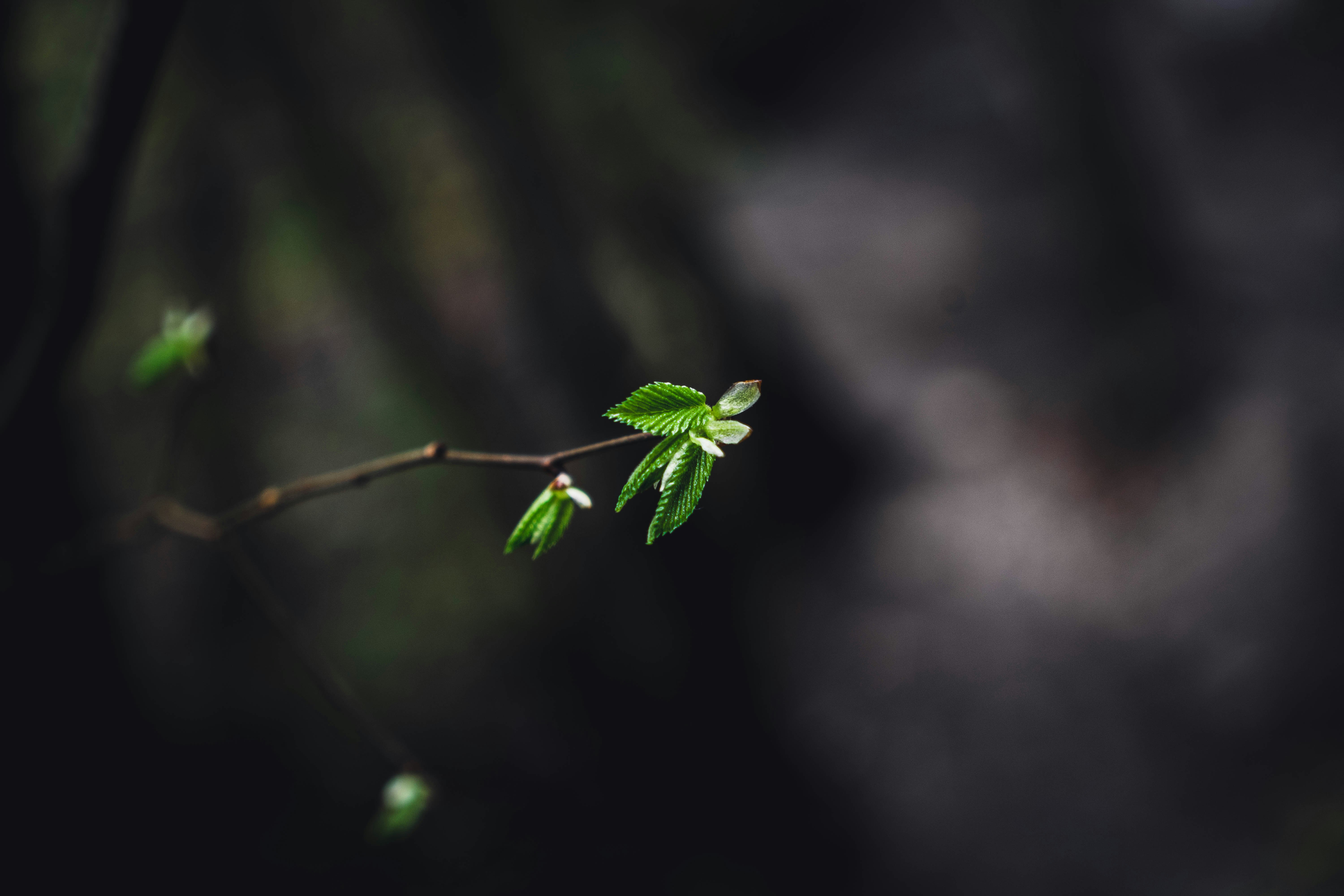 green leaf in close up photography