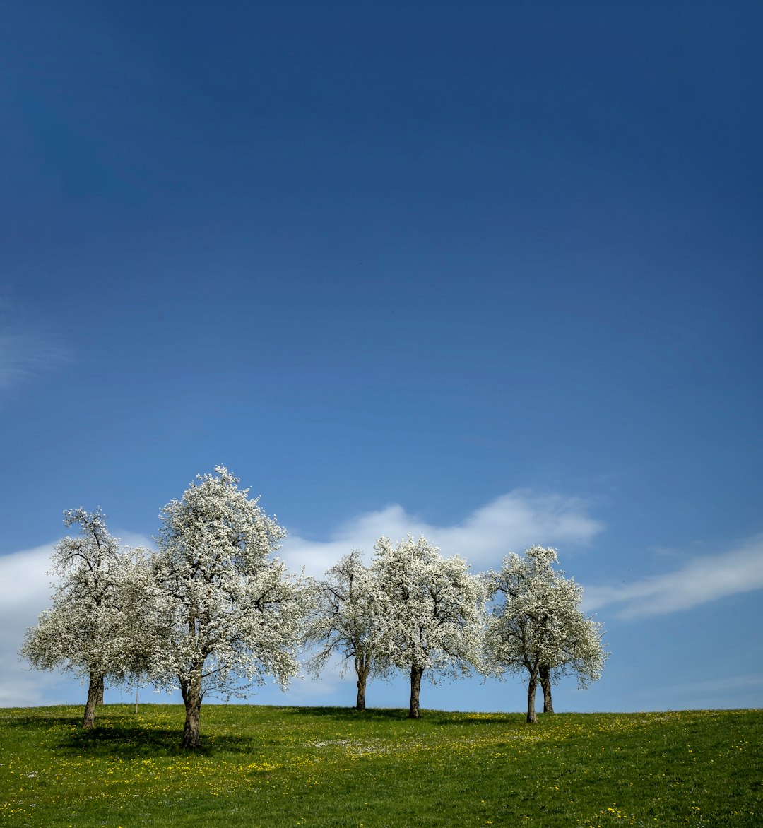 green trees on green grass field under blue sky during daytime