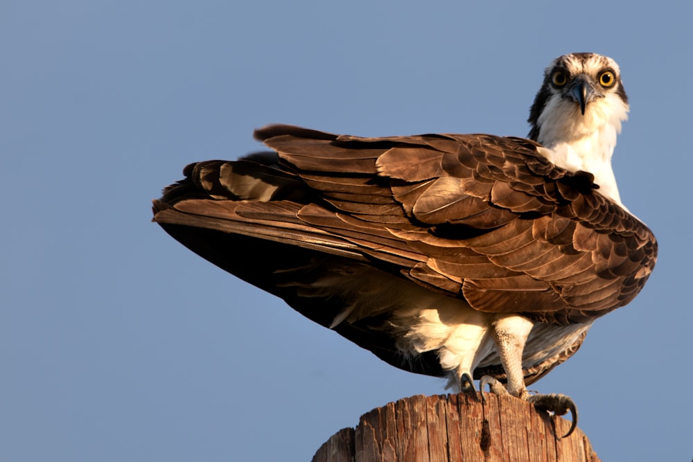 Un grande uccello appollaiato sulla cima di un palo di legno