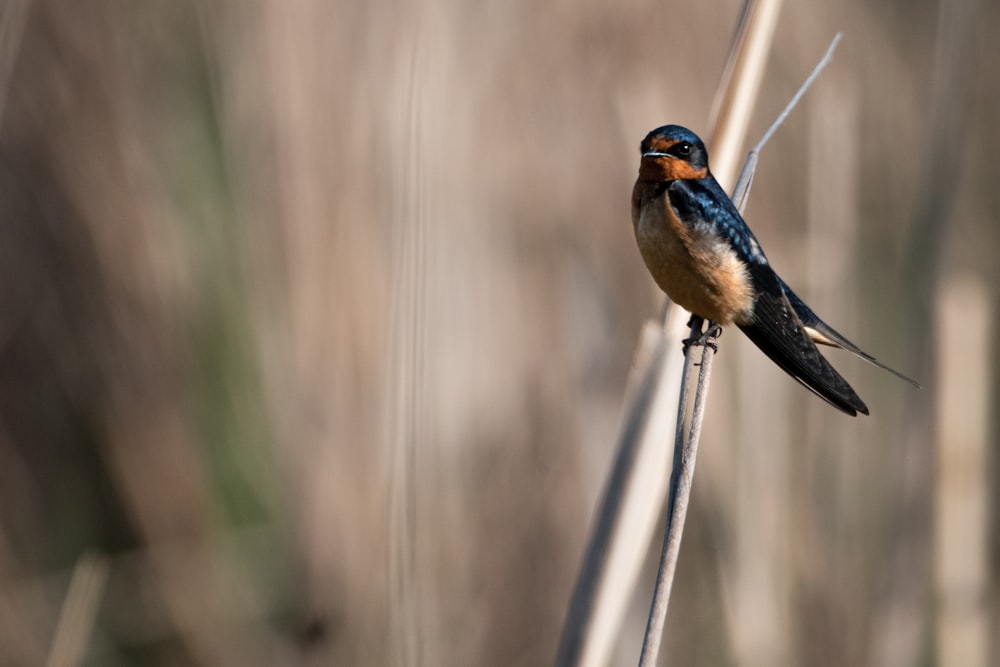 blue and brown bird on gray metal bar