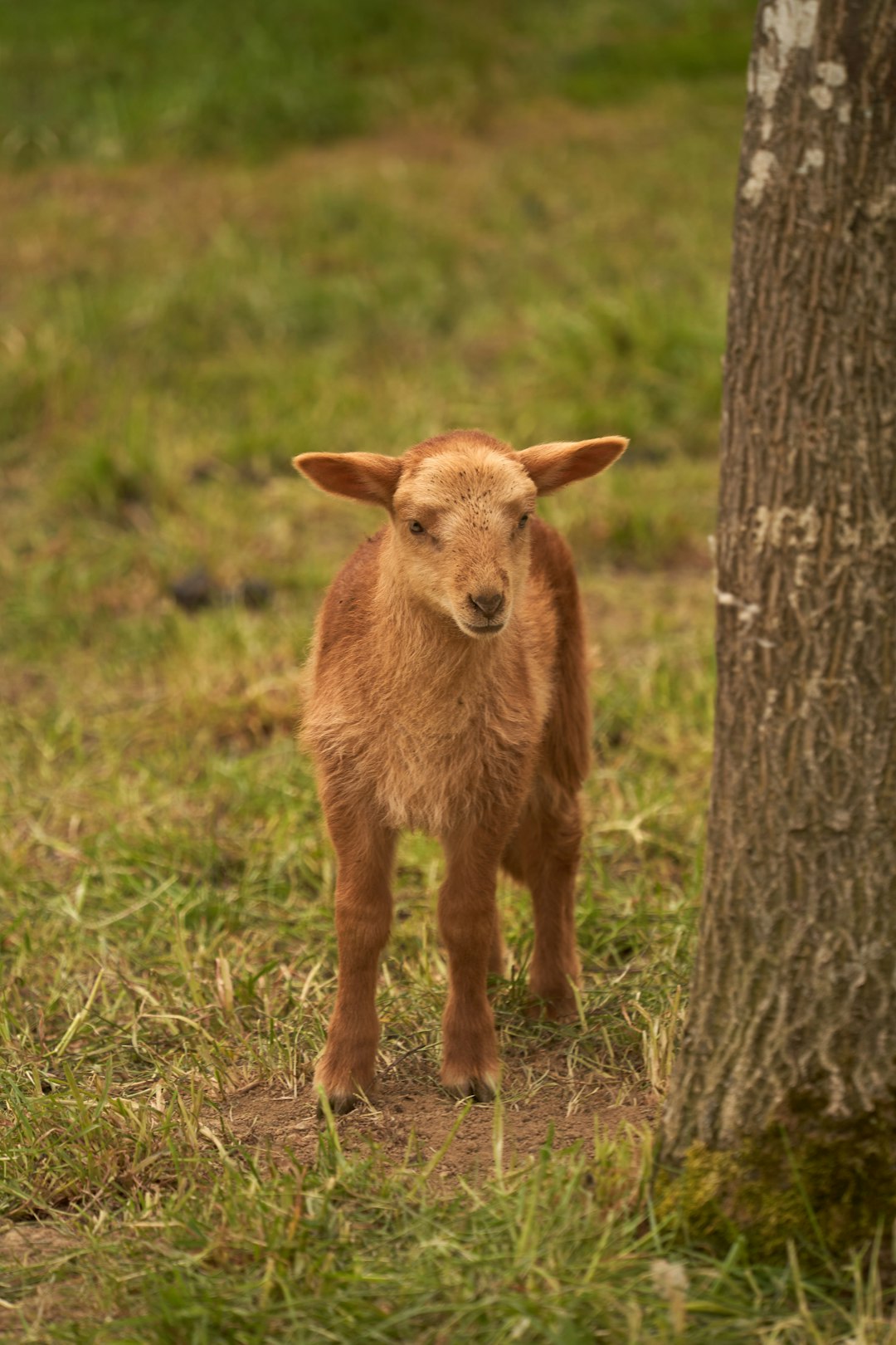 brown cow on green grass field during daytime