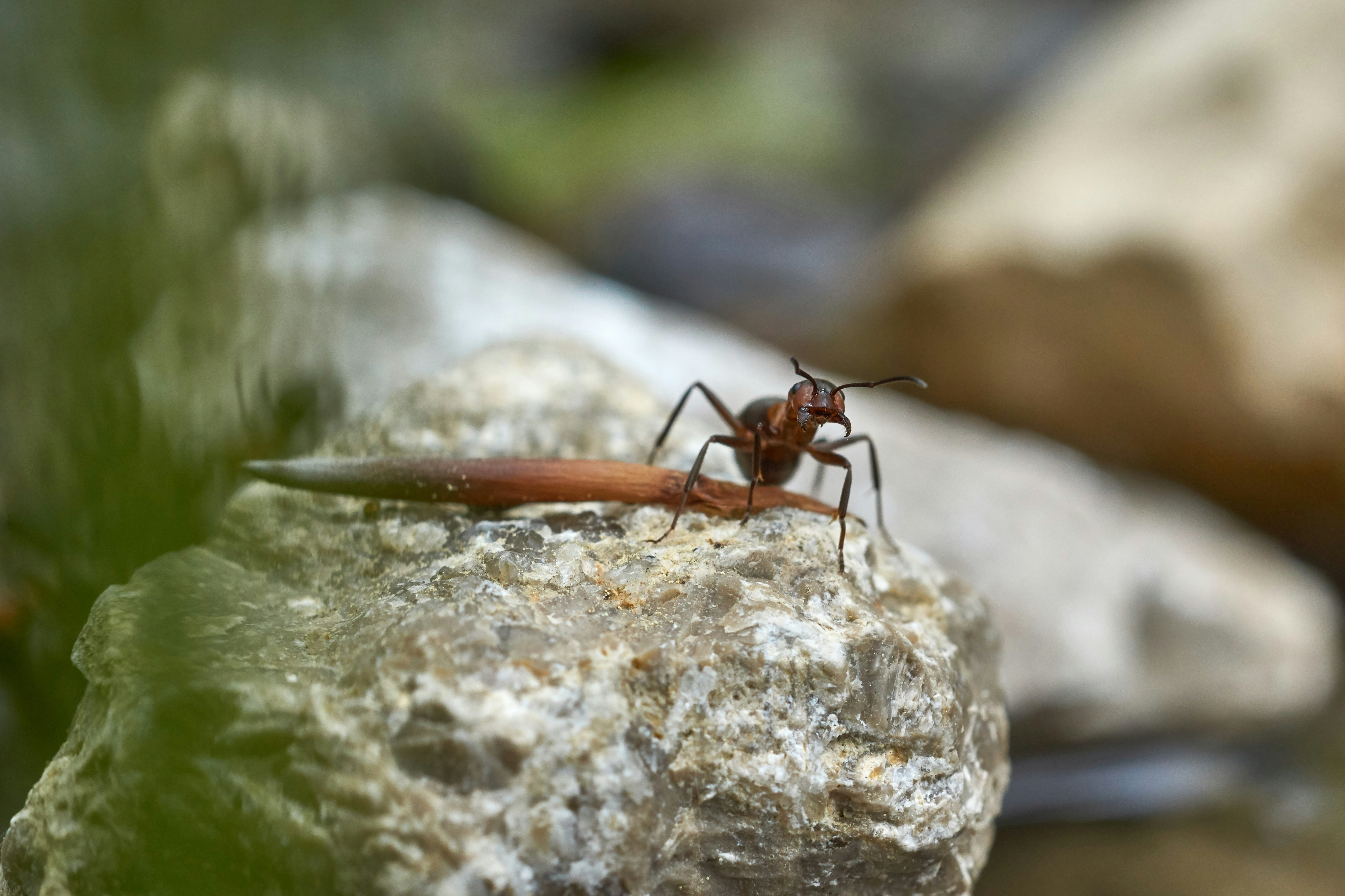 brown and black ant on brown rock