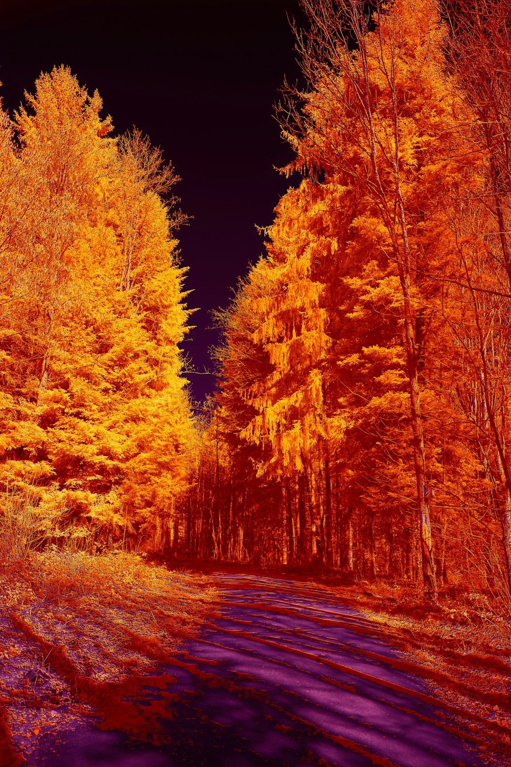 brown trees on brown field during daytime