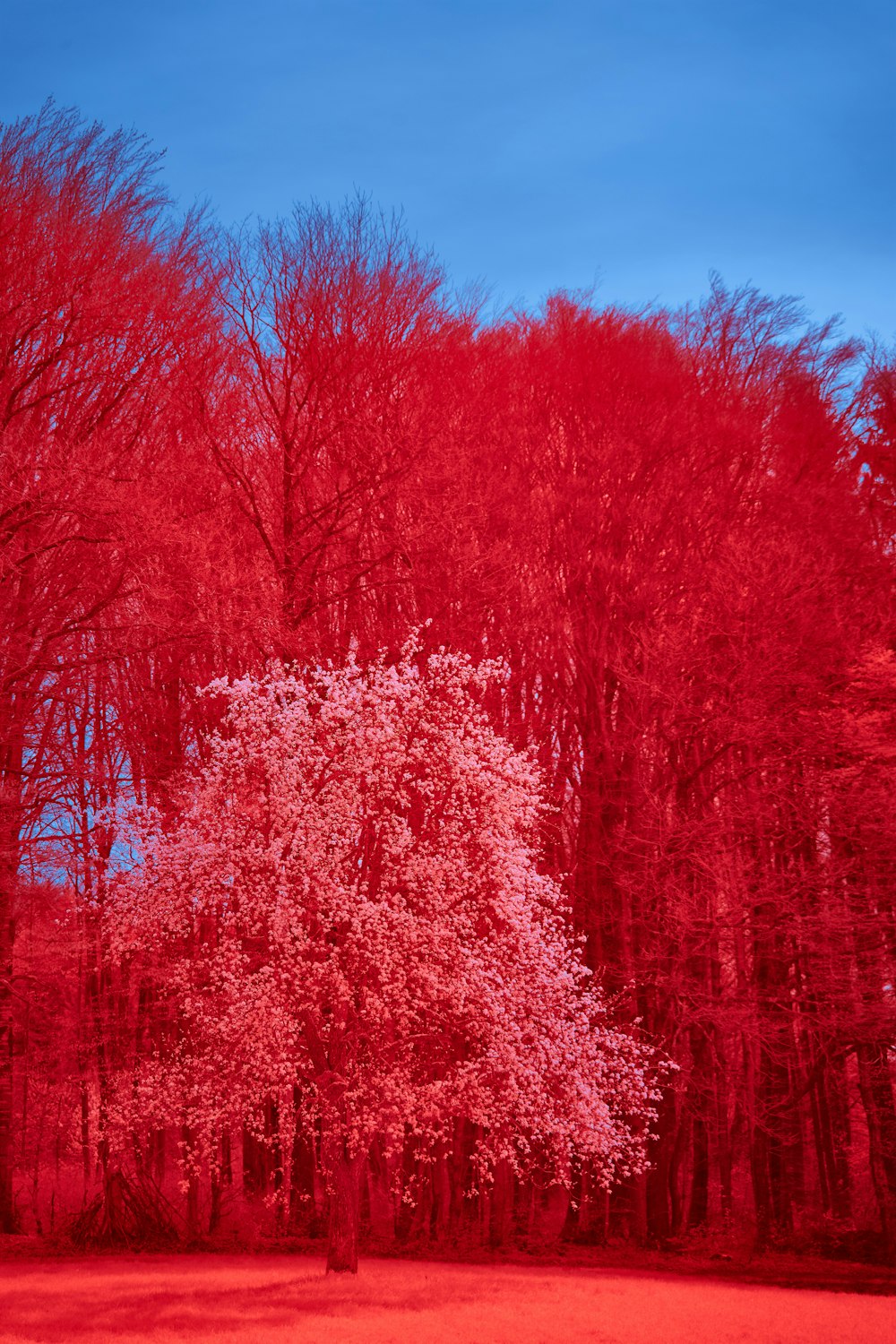 red trees under blue sky during daytime