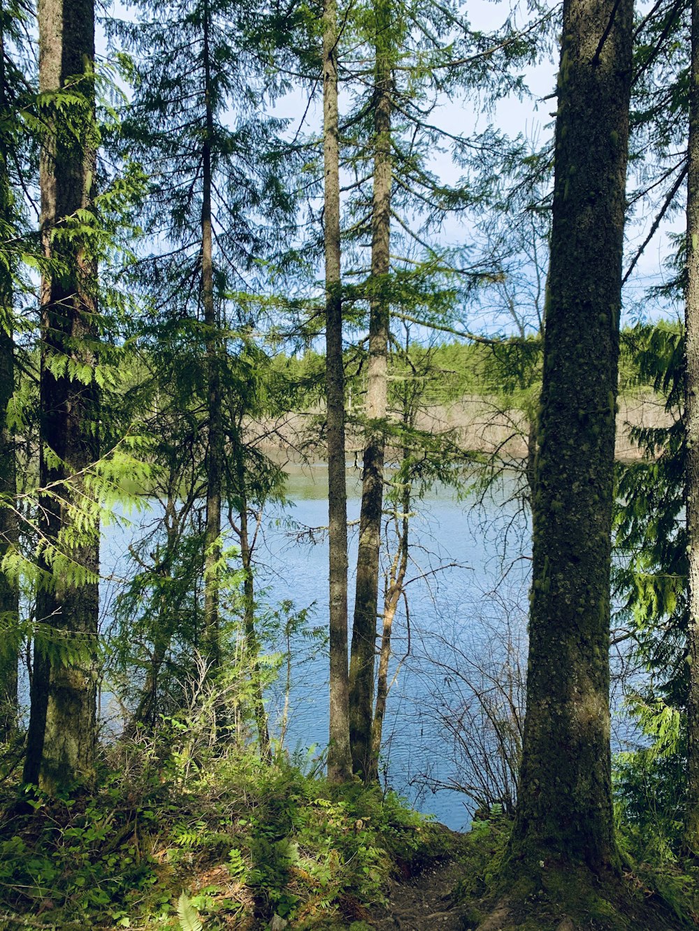 green trees near body of water during daytime