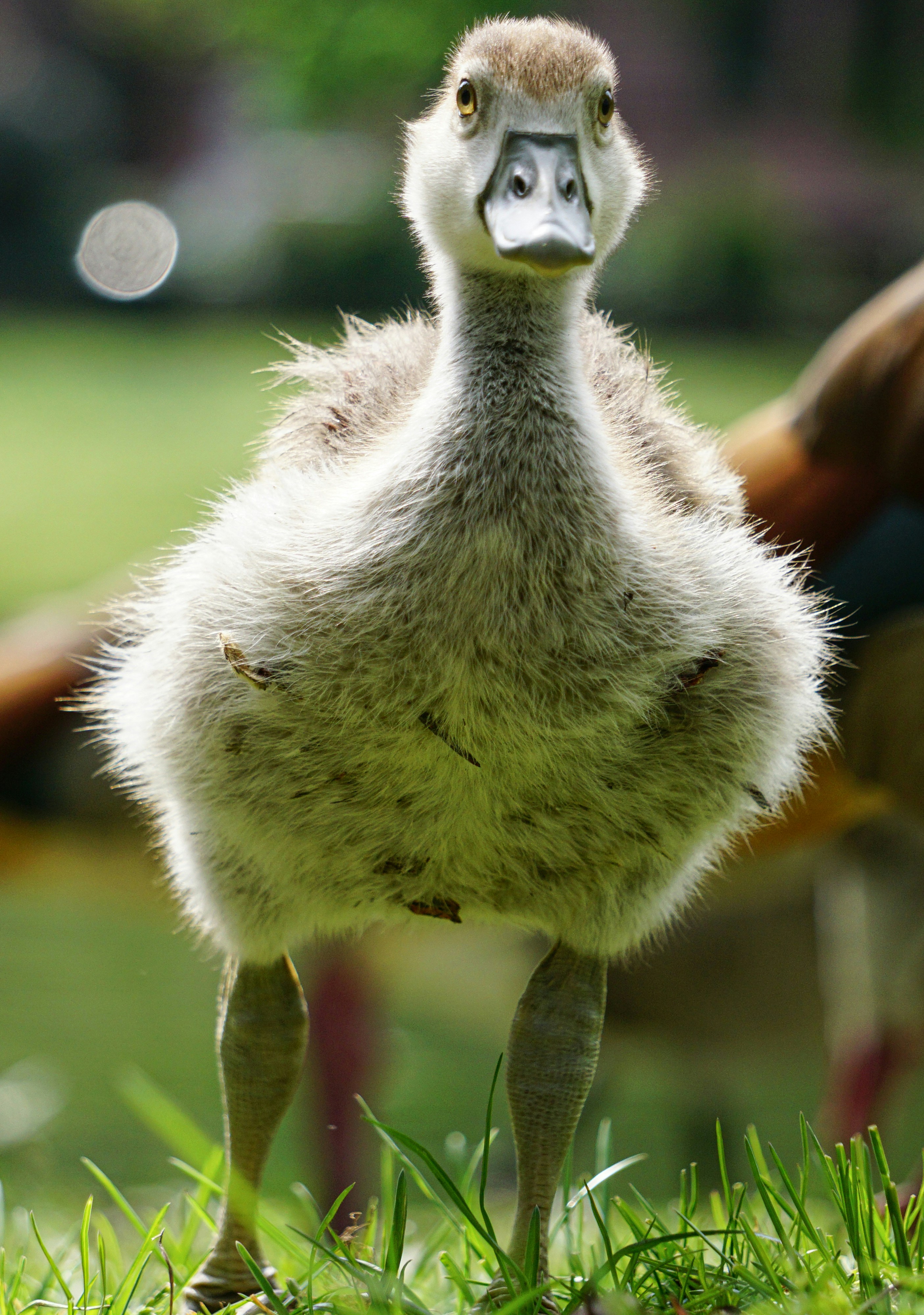 white and brown bird on green grass during daytime