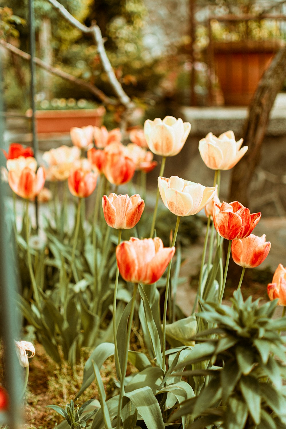 a group of orange and white flowers in a garden