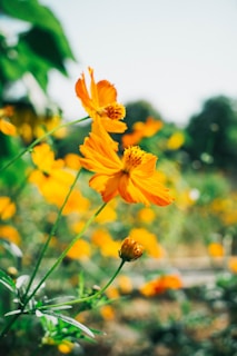 yellow flower in tilt shift lens