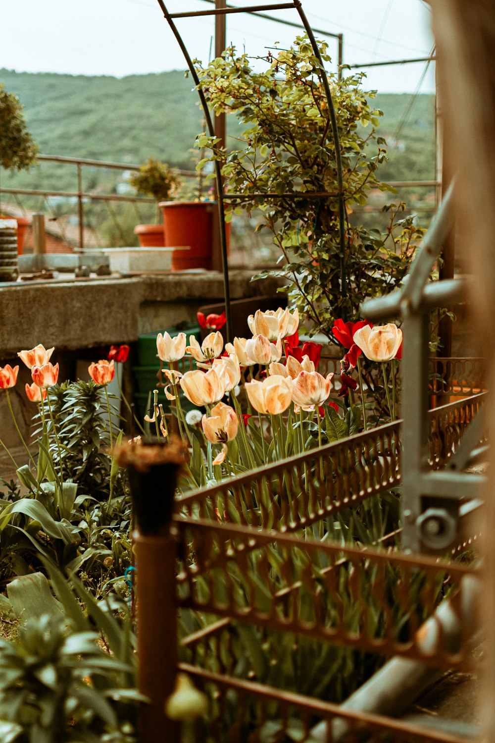 a bunch of flowers that are in a planter