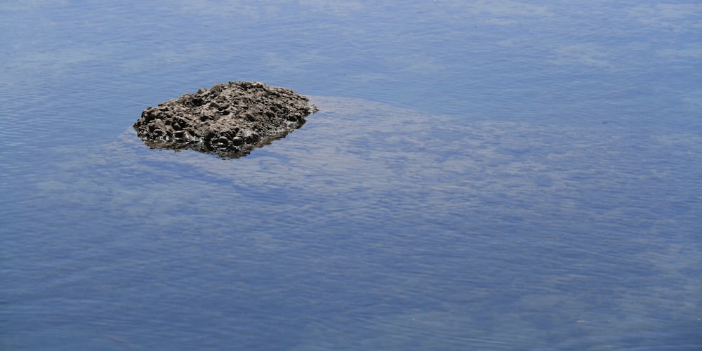 blue body of water during daytime