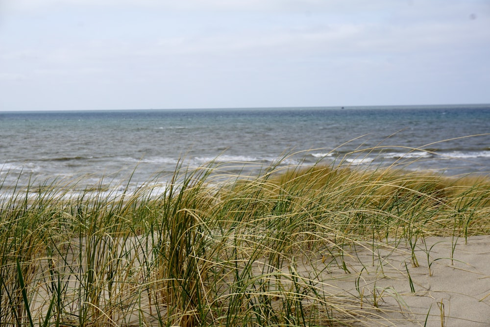 green grass near body of water during daytime