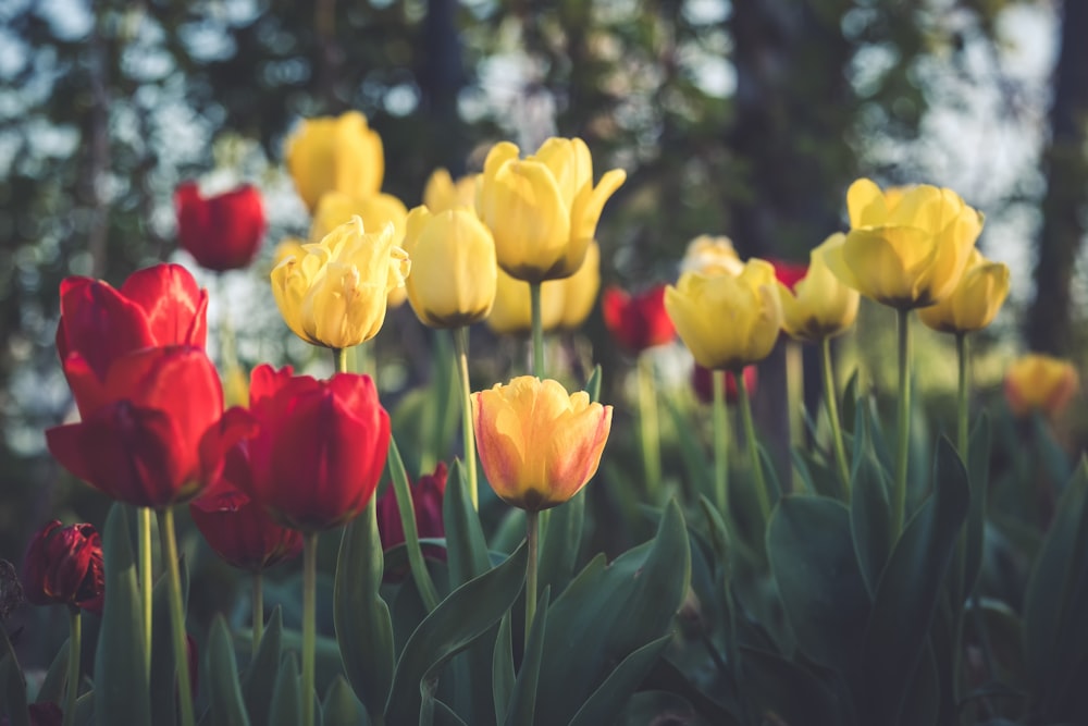 Tulipanes amarillos y rojos en flor durante el día
