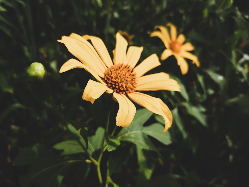 yellow flower in tilt shift lens