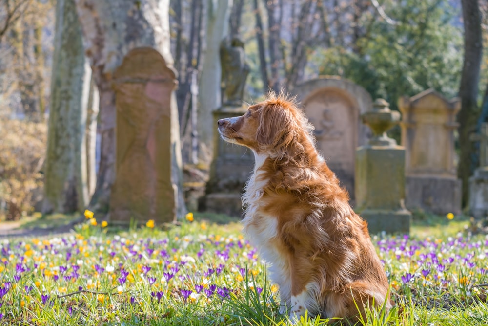 brown and white long coated dog on purple flower field during daytime